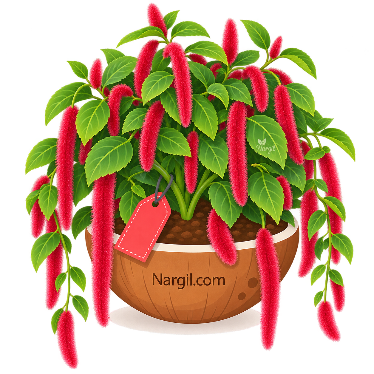 Nargil_Acalypha pendula